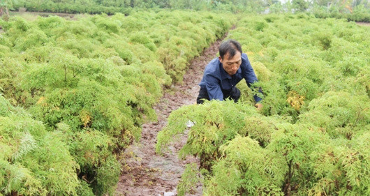 Hai Duong has 550 ha of medicinal plants